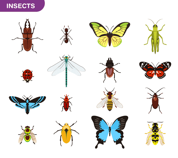 entomology (1).png